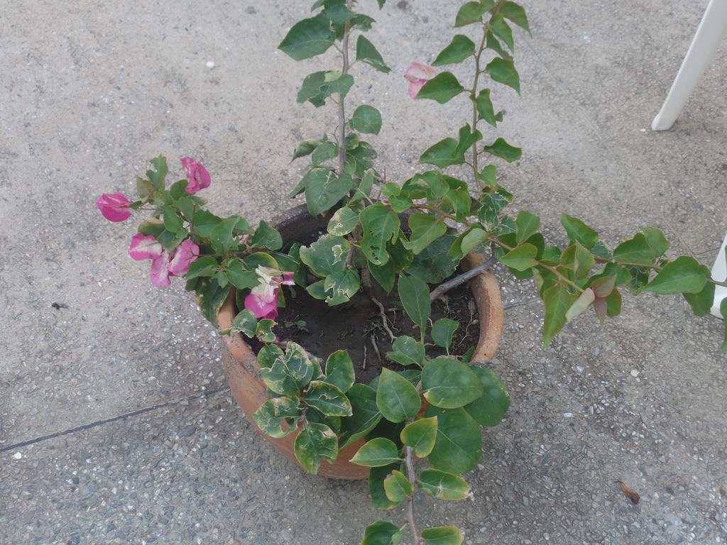 Pomme Rose Pousada Port of Spain