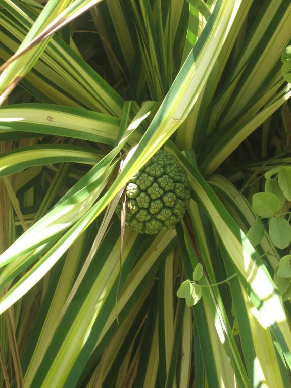 Au Jardin Des Colibris Ecolodge&spa Holiday park