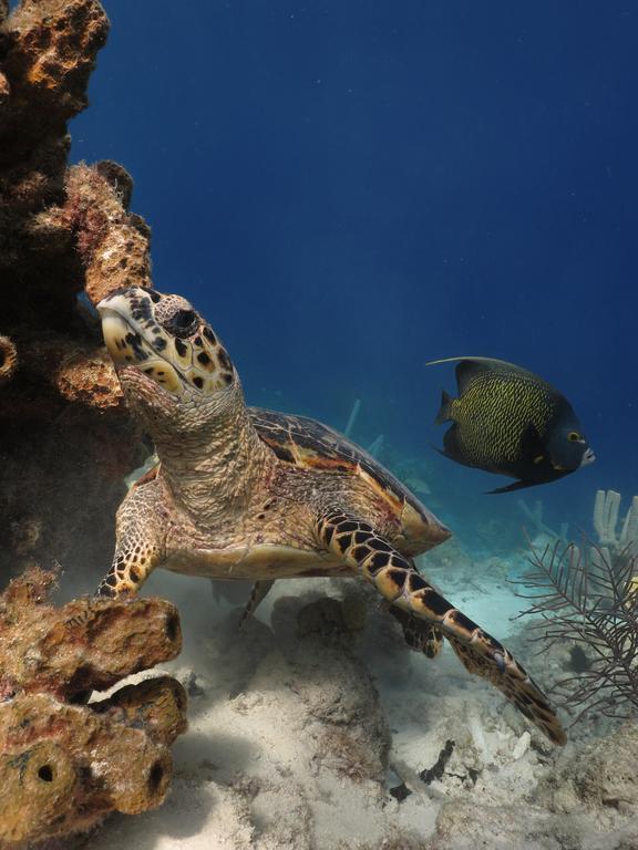 Wanapa Bonaire