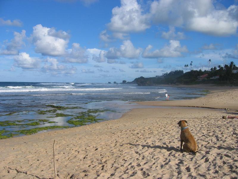 Round House 2* Bathsheba