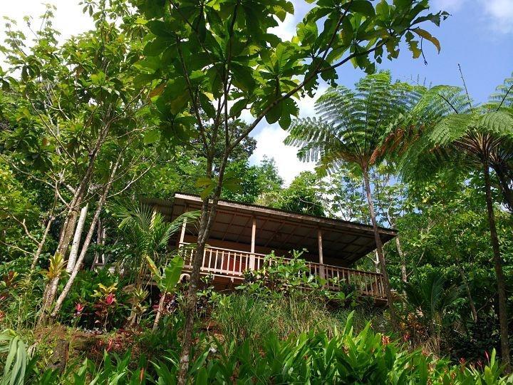 Roots Jungle Retreat Lodge