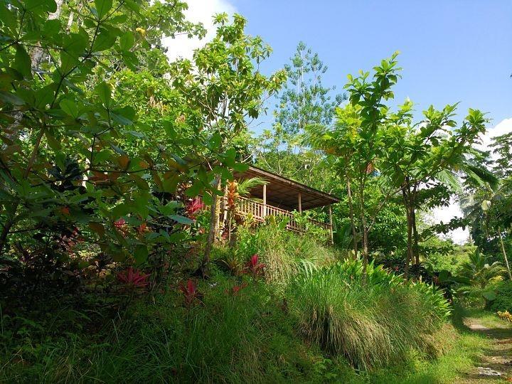 Lodge Roots Jungle Retreat