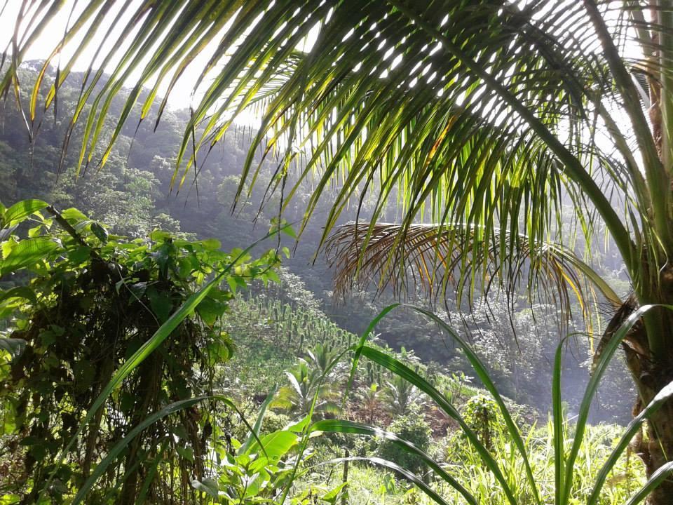 Roots Jungle Retreat