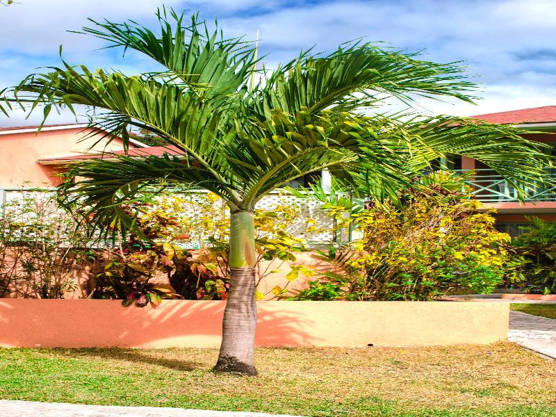 Halcyon Palm