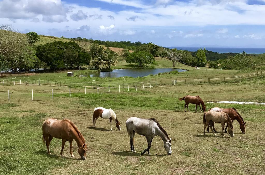 La Ferme Des Etangs
