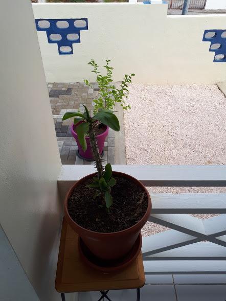 The Lush Apartamento