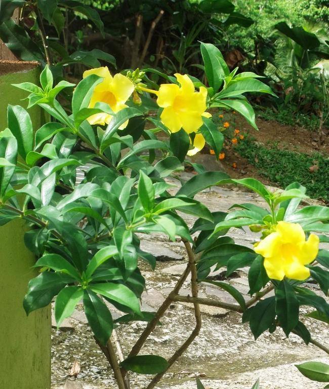 Serenity Dominica *