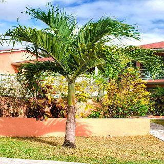 Halcyon Palm