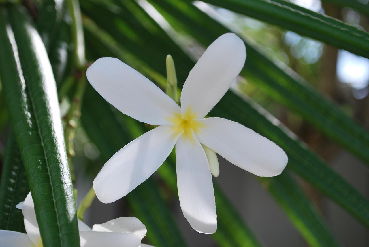 La Rose Du Bresil Marie-galante