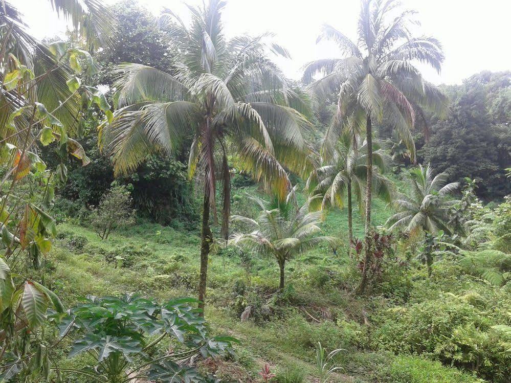 Lodge Roots Jungle Retreat Marigot