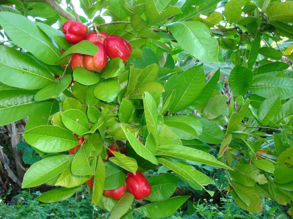 Pimento Port Antonio