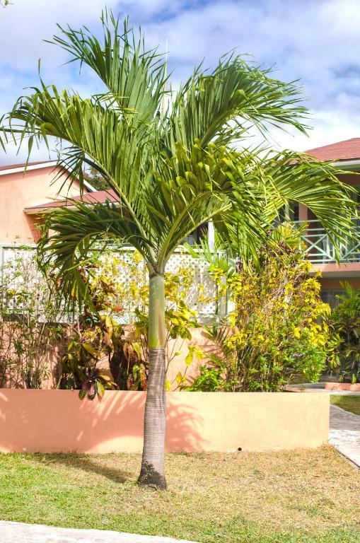 Apartment Halcyon Palm