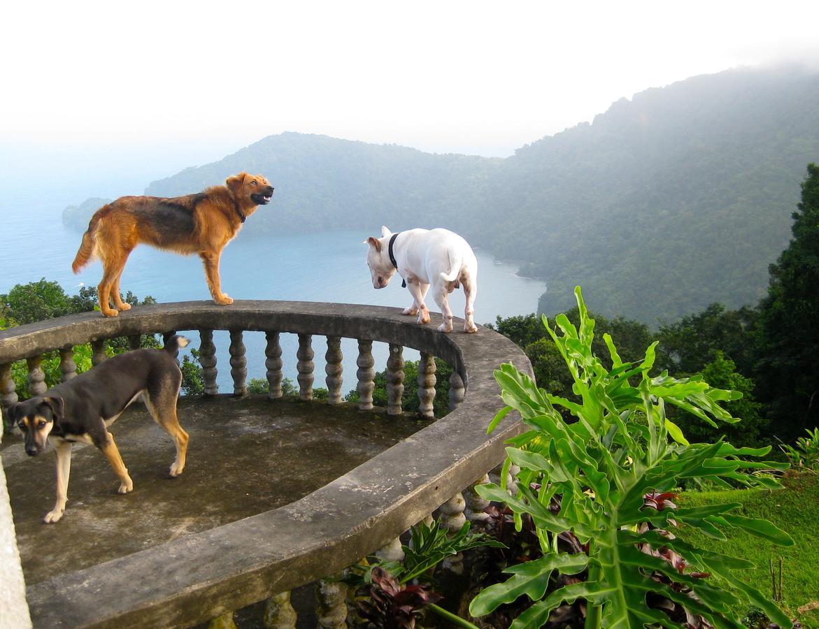 Bed & Breakfast Mahogany Ridge Arouca