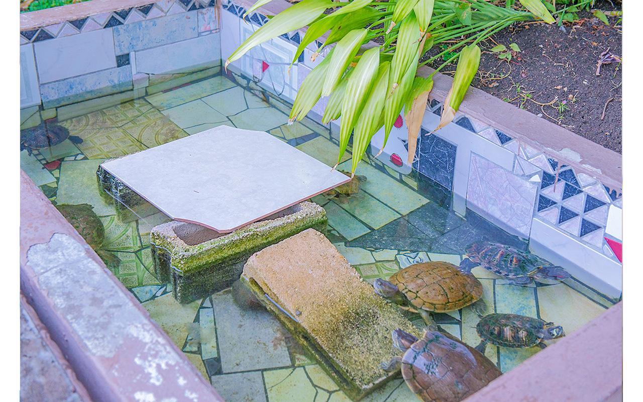At Turtle Towers Apartment