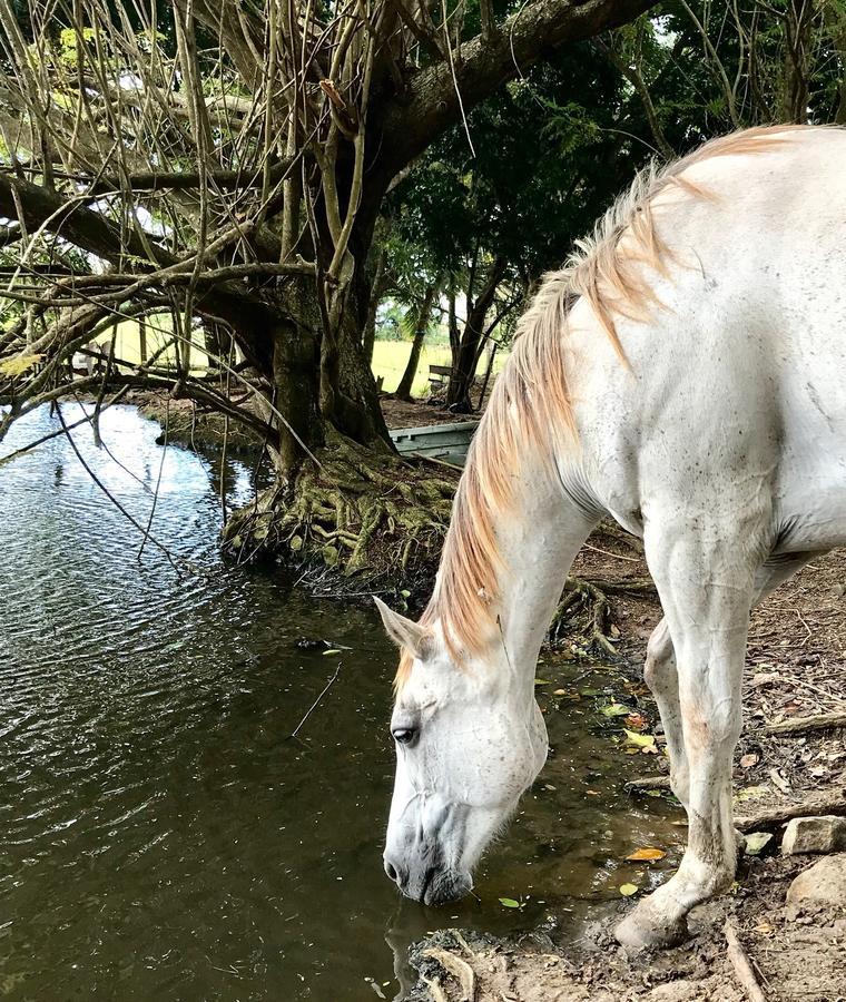 Casa de férias La Ferme Des Etangs Riviere-Salee
