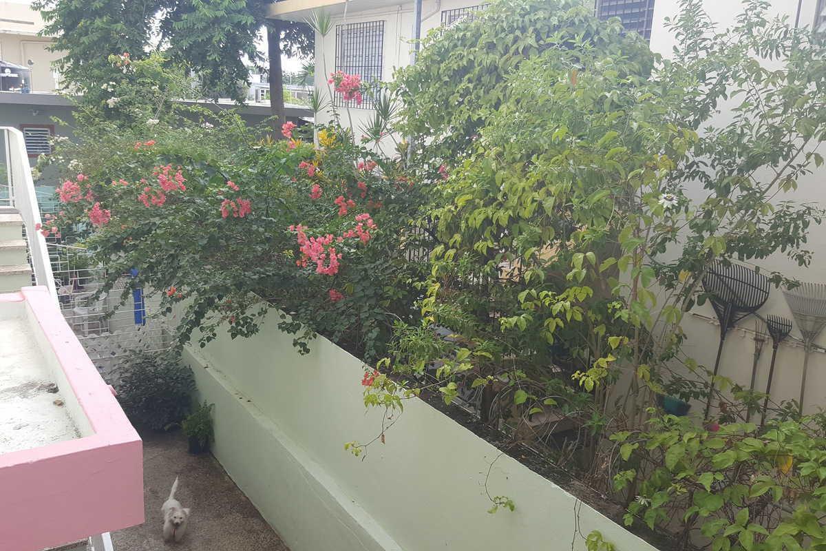 Alondra * San Juan