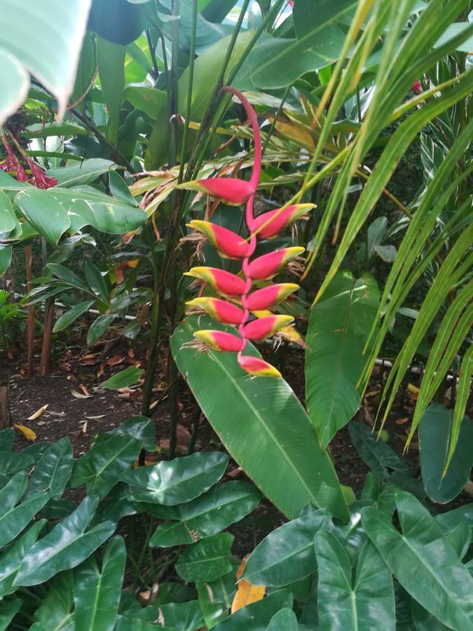 Carolina Acomodação com café da manhã  Puerto Plata