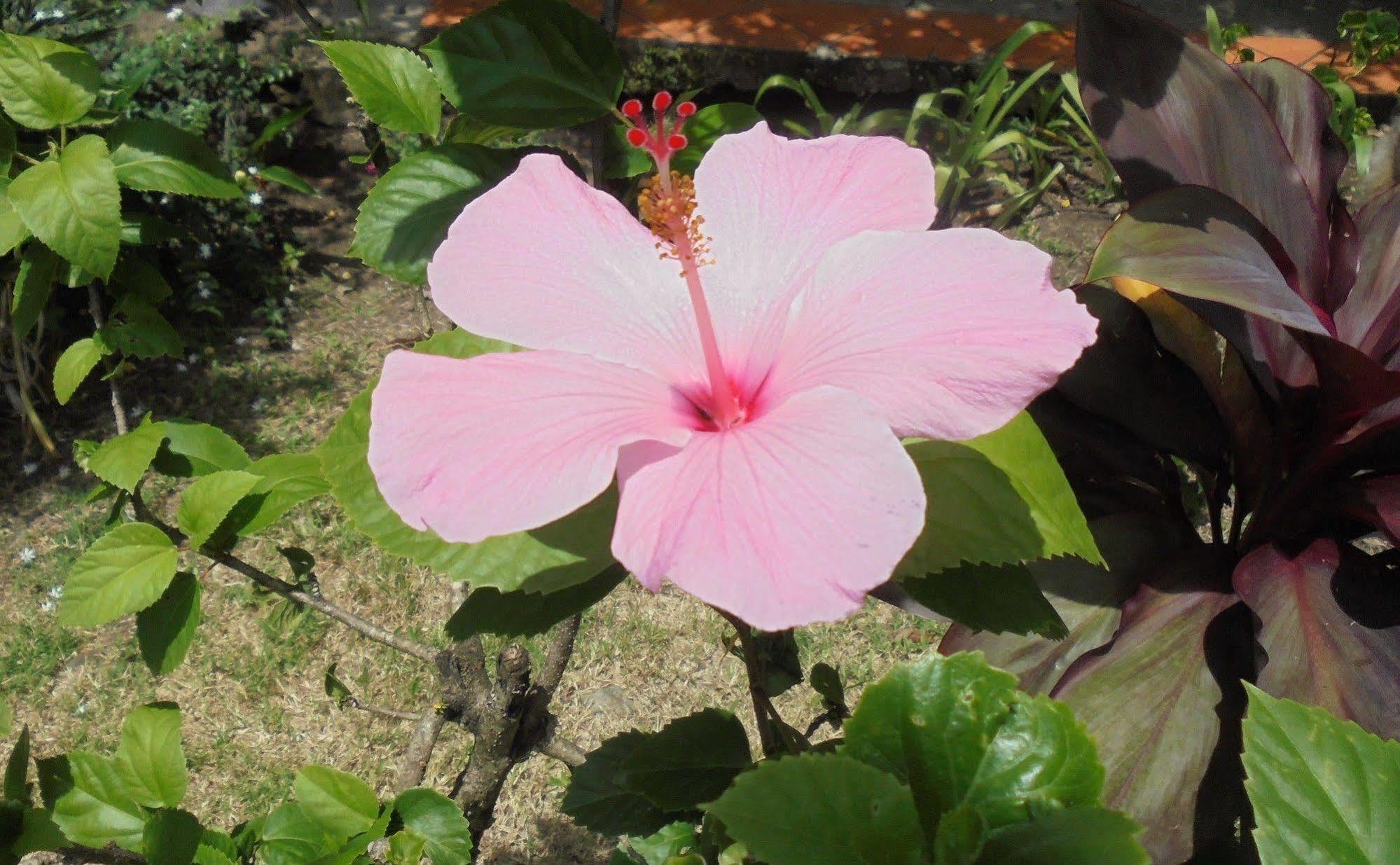Bed & Breakfast Mango Beach Marigot Bay