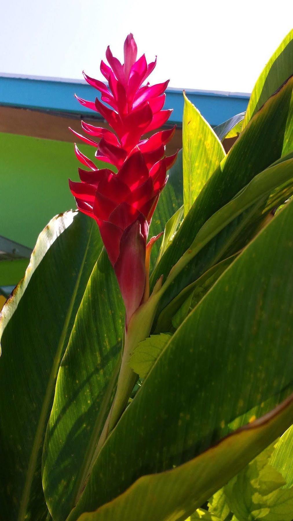 Eldemire's Tropical Island 3* George Town