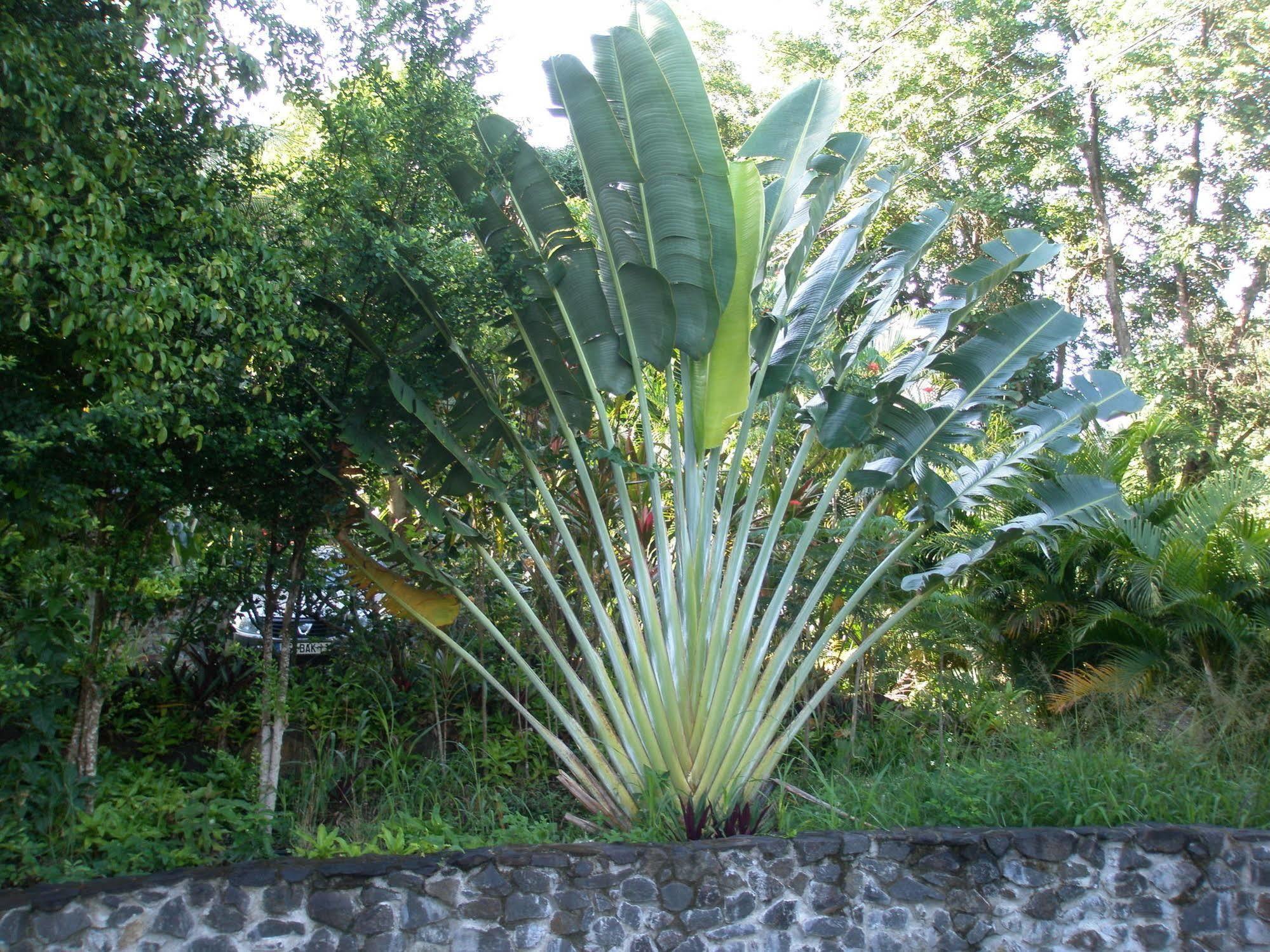 Oasis De Grande Anse Villa Deshaies