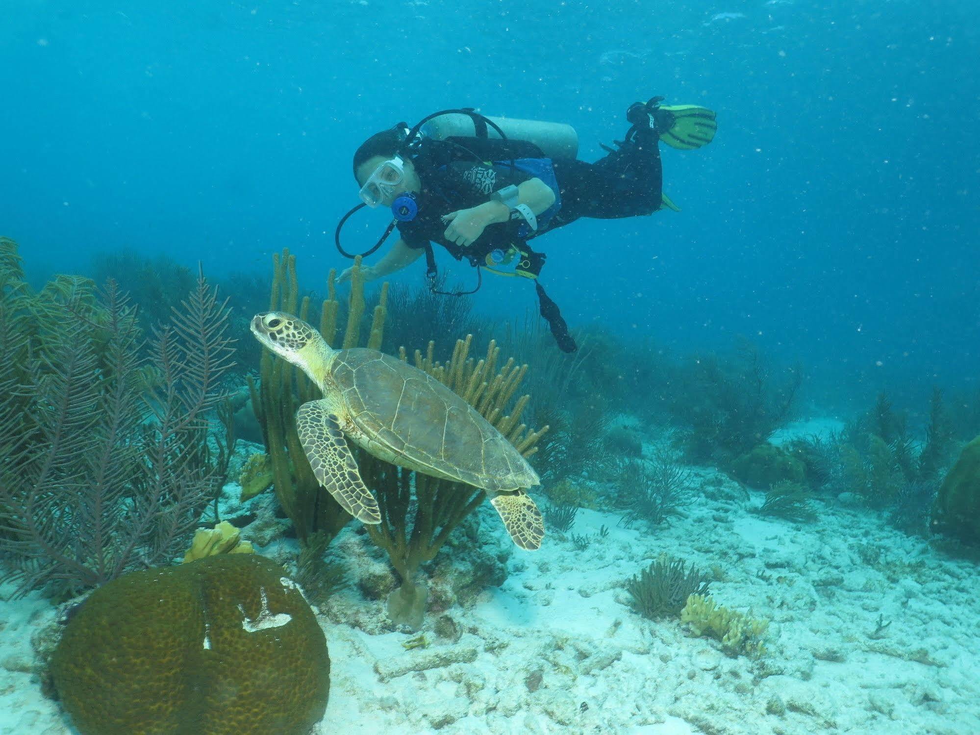 1 And 5 In Windsock * Bonaire