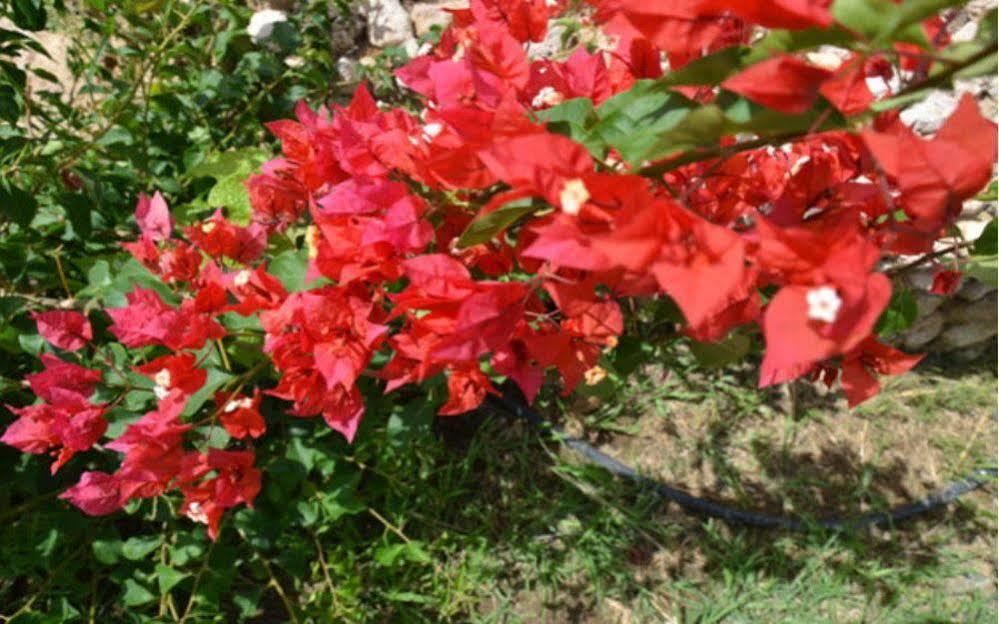 Lilu Curacao * Buena Vista (Santa Rosa)