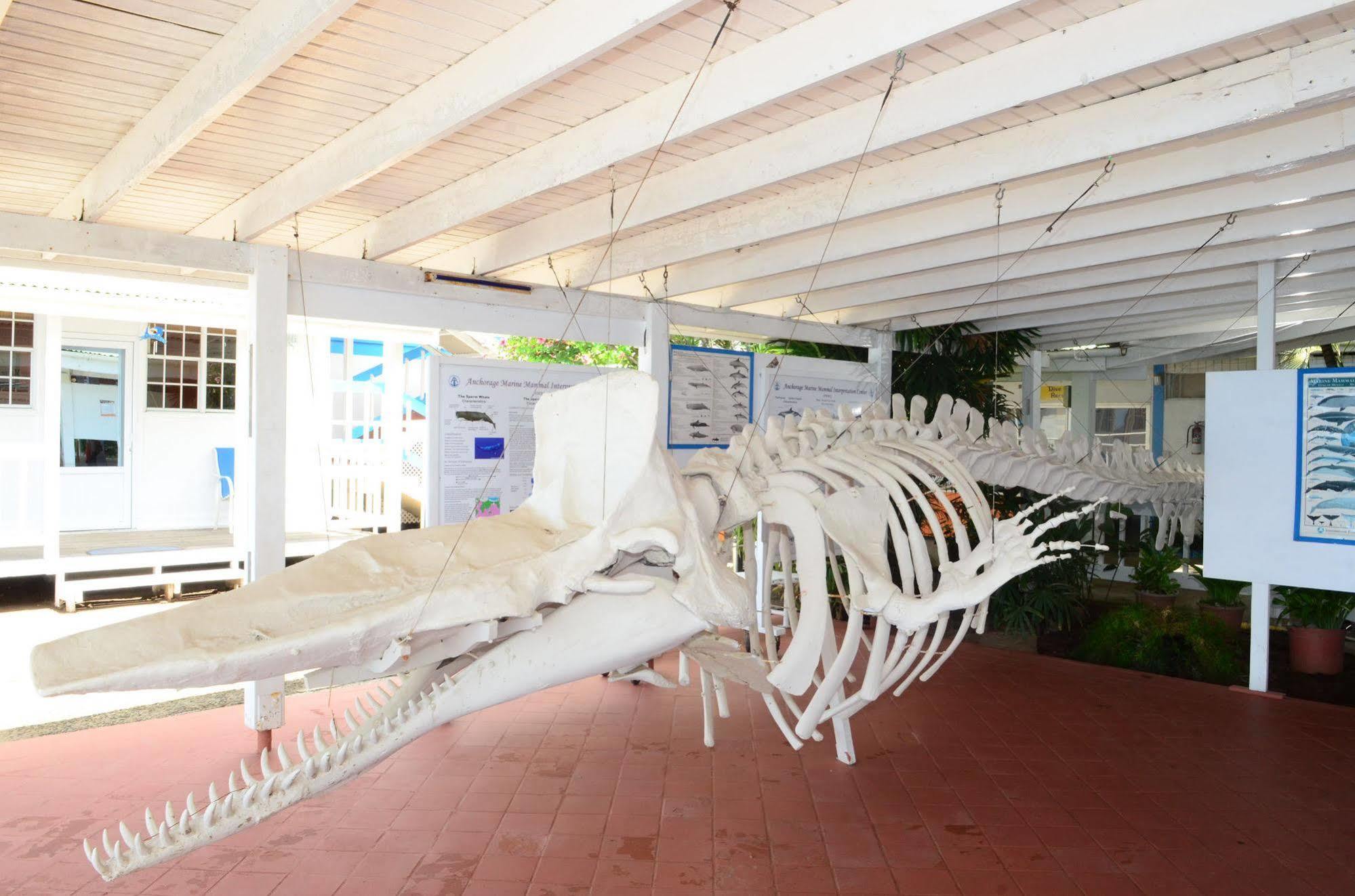 Anchorage Hotel, Whale Watch & Dive Center 3* Roseau