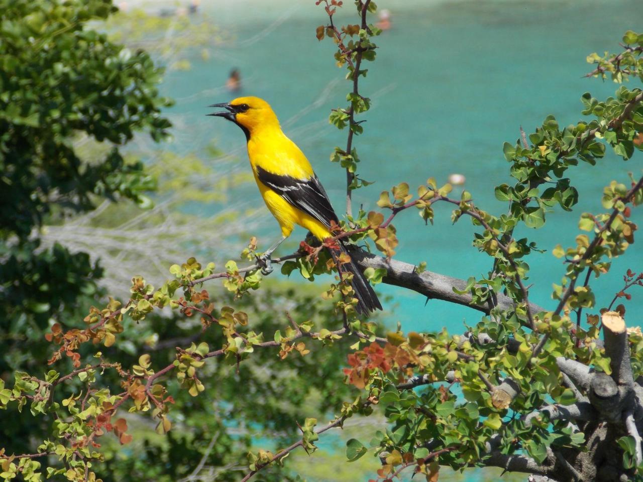 Bon Bini Curacao