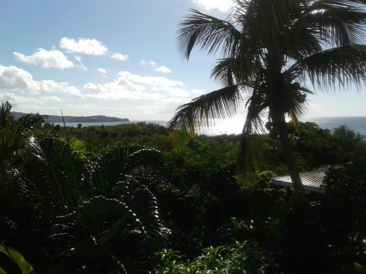 Palm * Castries