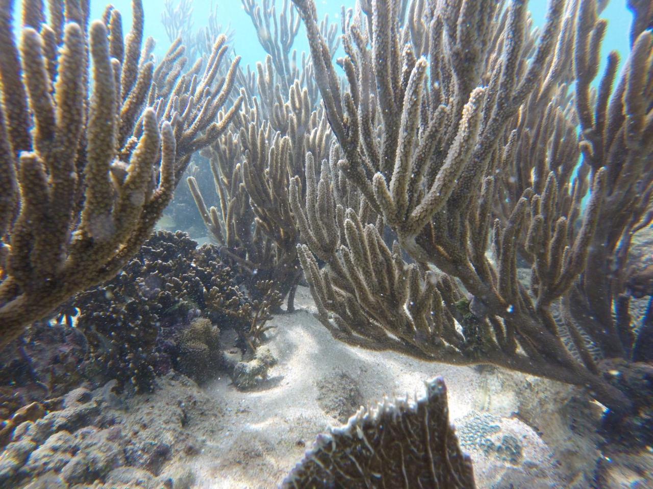 Fish Tobago *