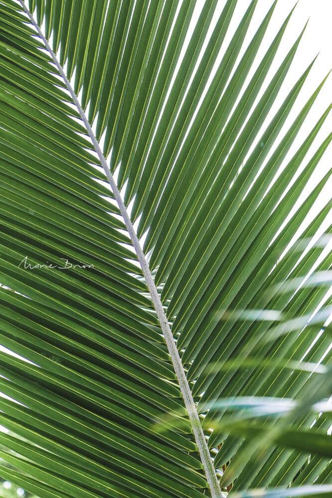 Zepices Le Gosier (Grande-Terre)