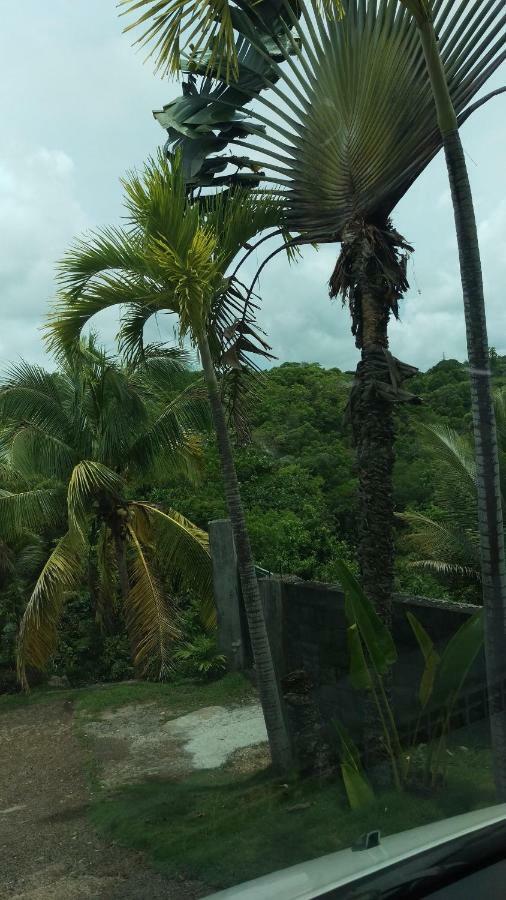 Cattanies Sainte-Anne (Grande-Terre)