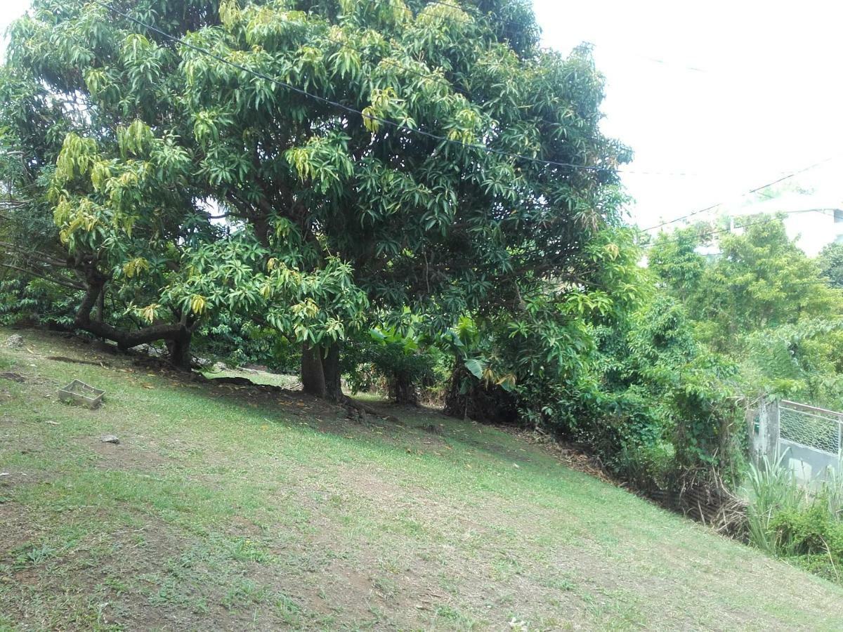 Kanepice *
