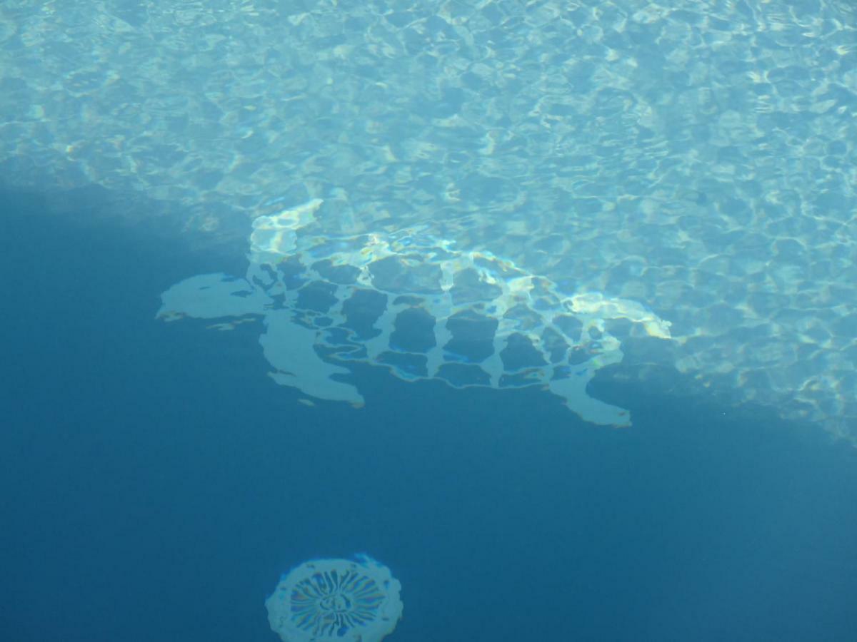 La Tortue Bleue Bouillante