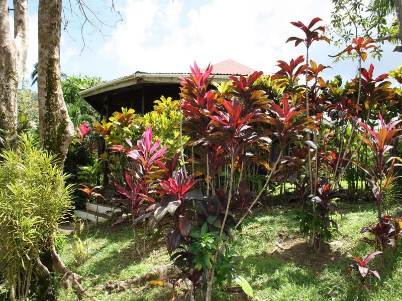 Hibiscus Valley 3*