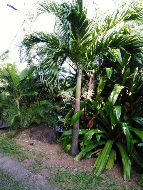 Casa de férias Au Vieux Manguier