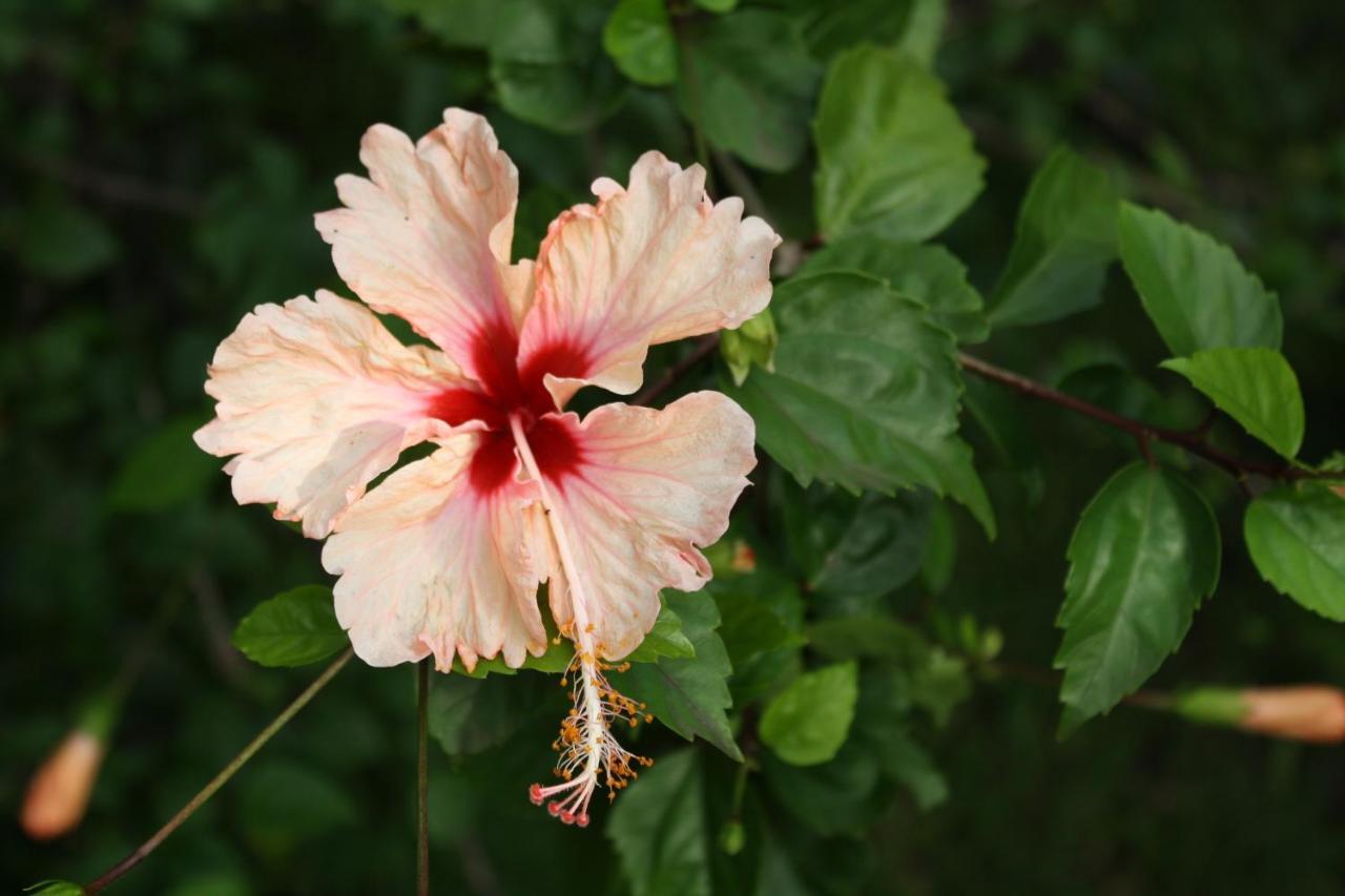 Oasis De Grande Anse Villa Deshaies