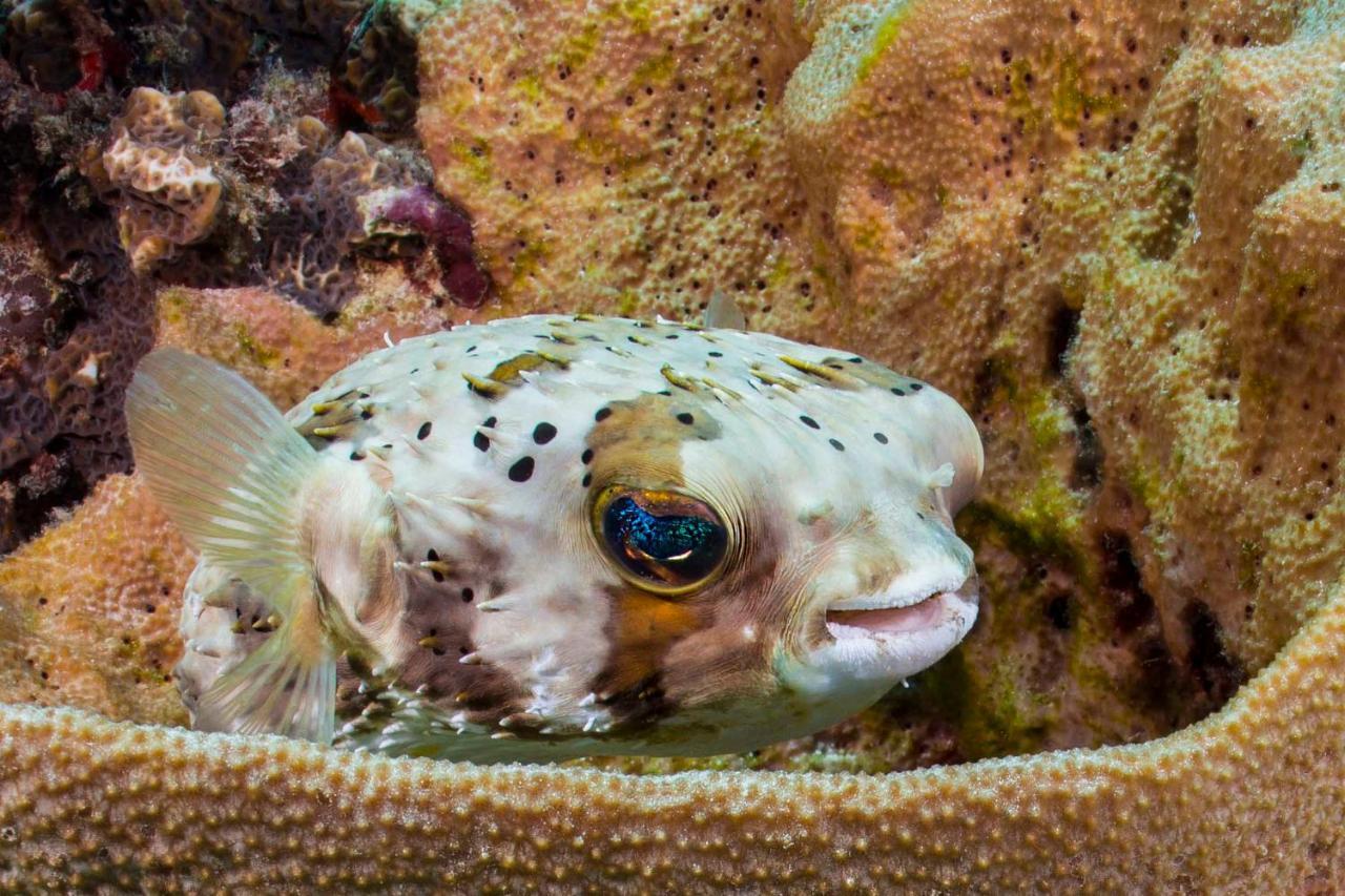 Den Laman - Balloonfish Apartamento *