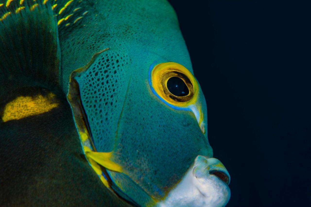 Den Laman - Balloonfish Apartamento *