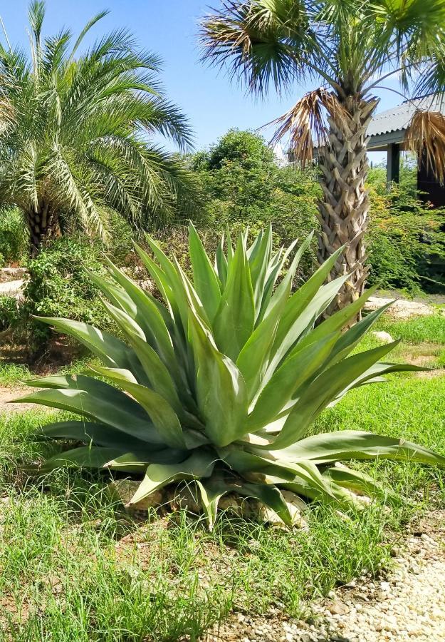 Red Palm Village
