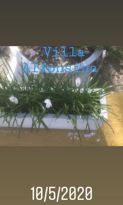 Alfonsina Guest house 3*