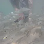 Fish Tobago Hostel