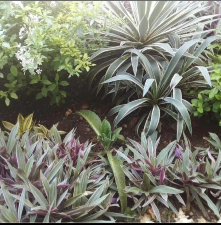 The Seaside Garden Guest house