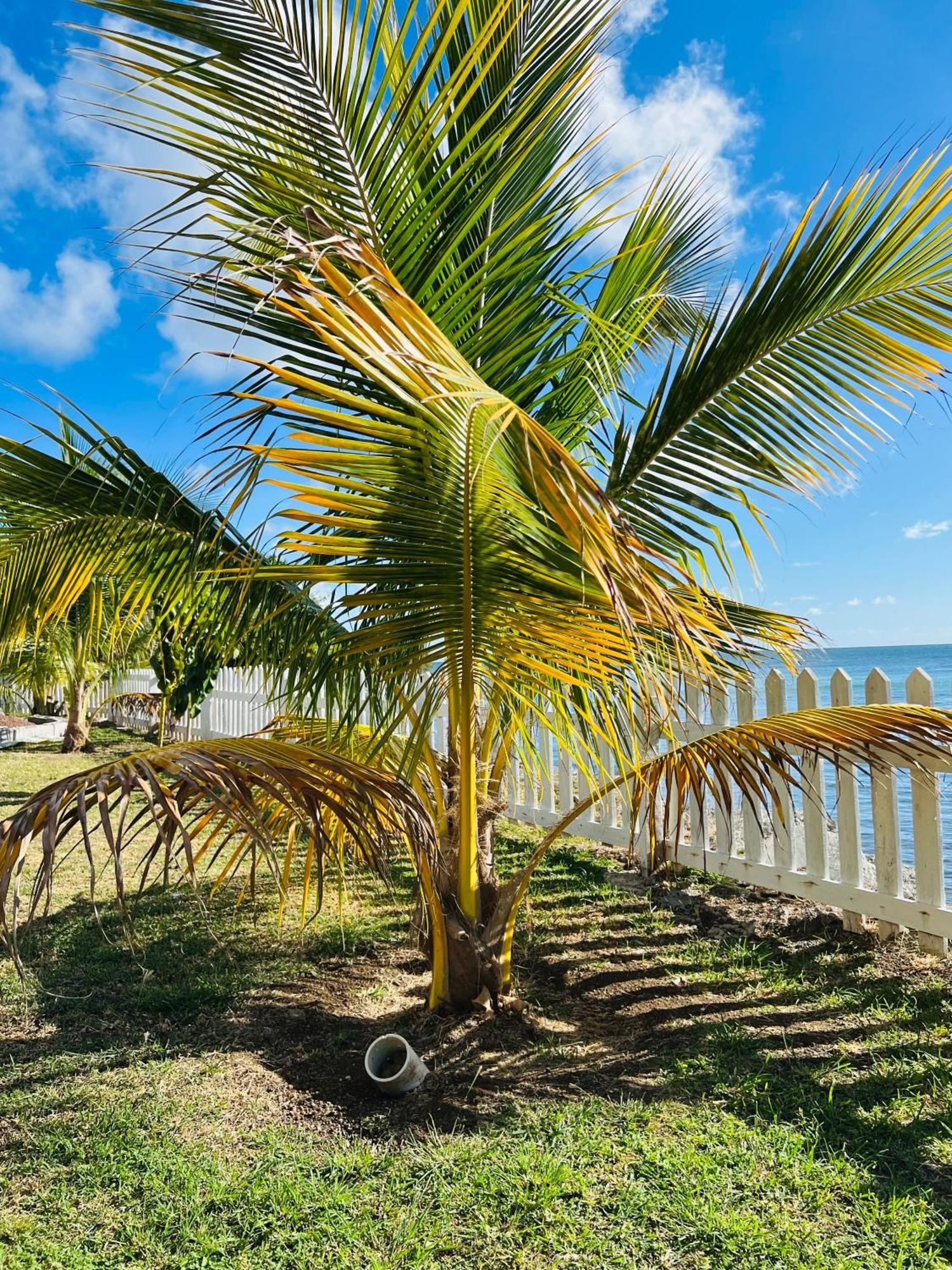 Apartment Sealavie - Grenada *