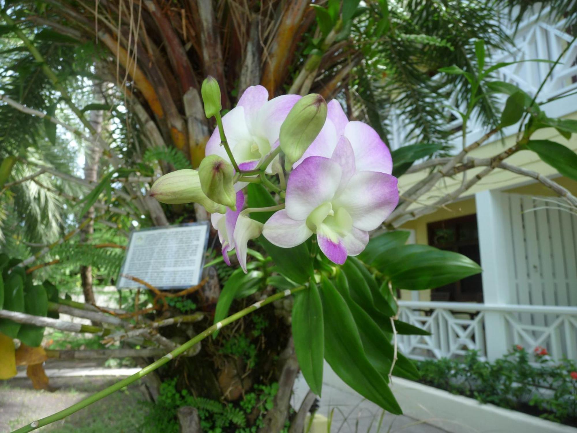 Buccaneer Club Aparthotel 3*