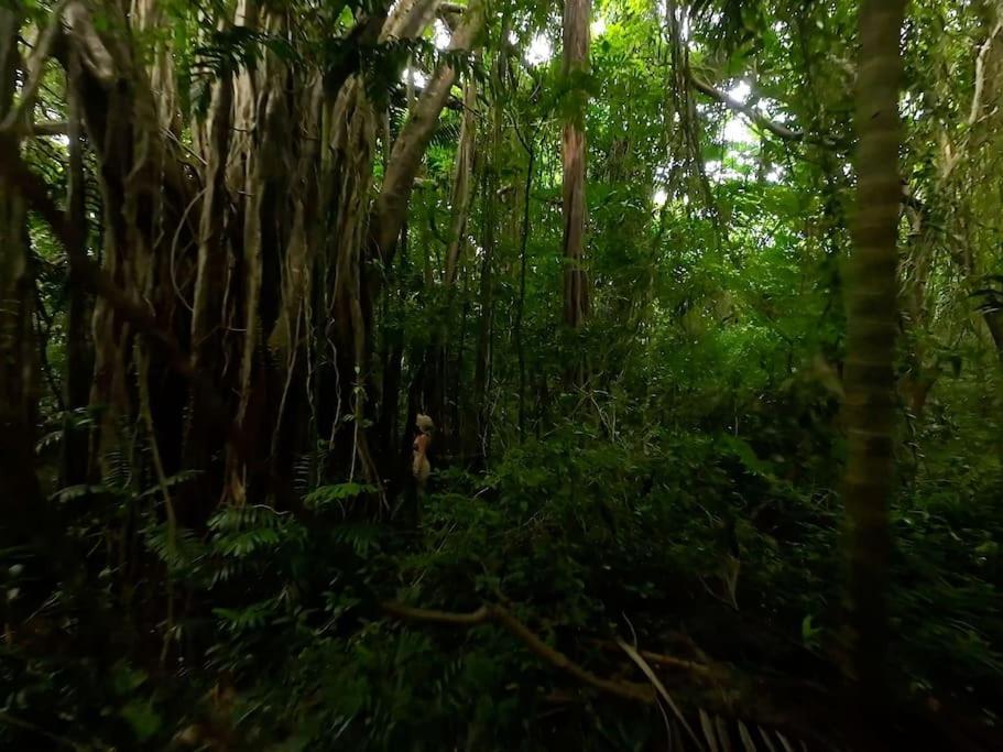 Little Diamond, Wooden Jungle House. Bathsheba. Casa de férias Saint Joseph