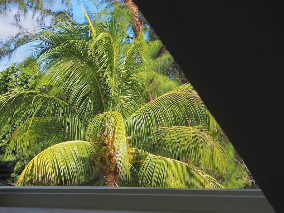 Little Diamond, Wooden Jungle House. Bathsheba. * Saint Joseph
