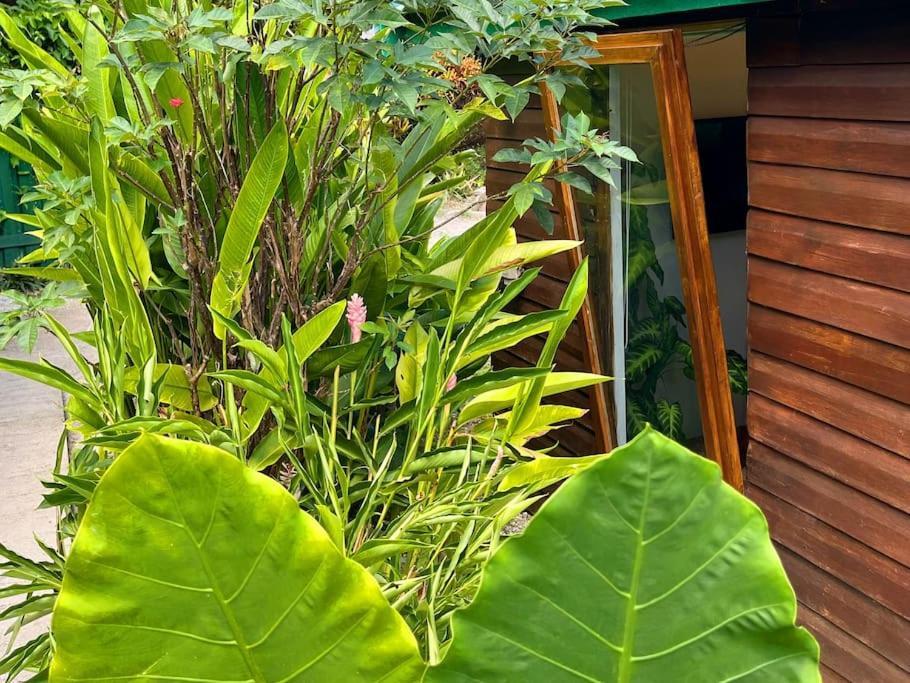 Little Diamond, Wooden Jungle House. Bathsheba.