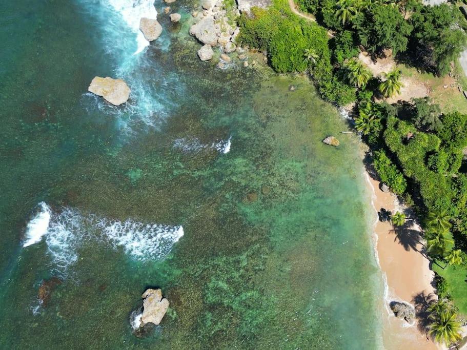 Little Diamond, Wooden Jungle House. Bathsheba.