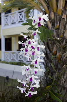 Buccaneer Club 3* Dickenson Bay